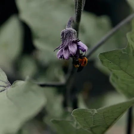 Ca' Bossi * Черноббио