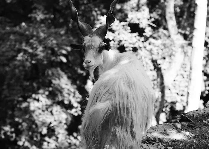 Horská chata Ca' Bossi *