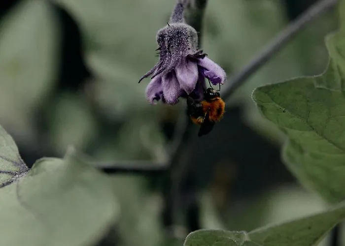 Ca' Bossi * Cernobbio